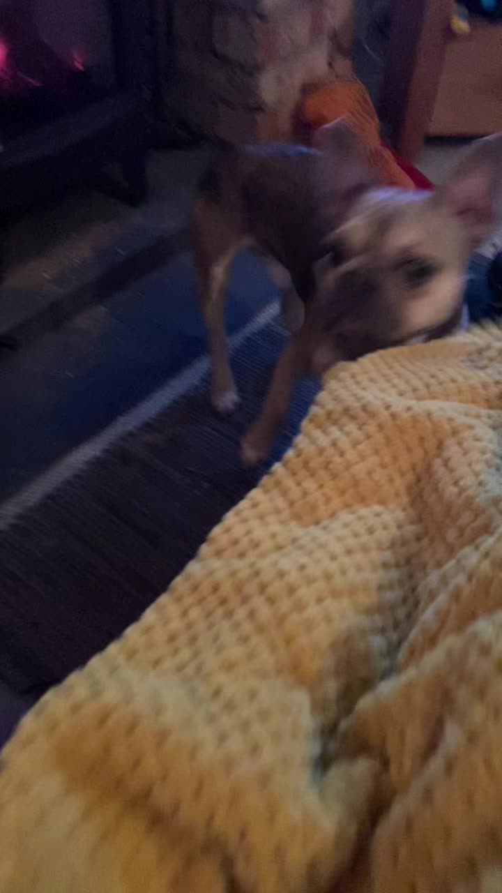 @BarryTheFrenchie