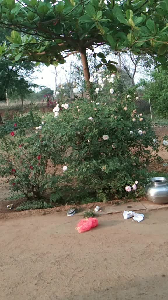@Roshani Banjare