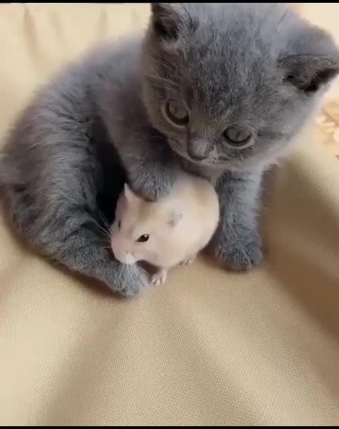 @Shariarahmedrabbi