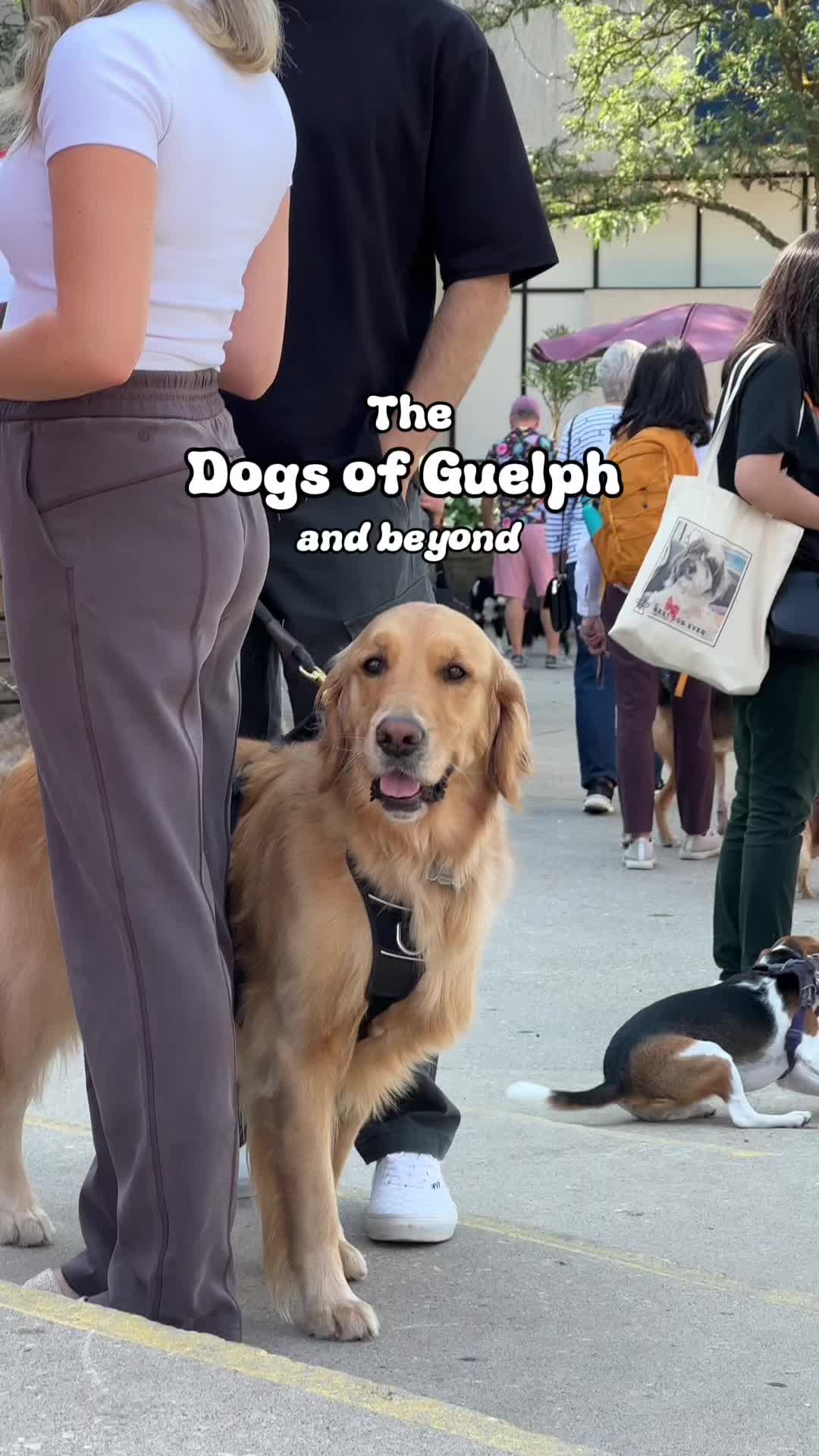 @Downtown Guelph
