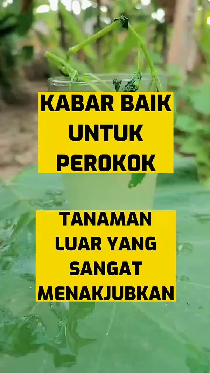 @𝐓𝐚𝐦𝐚🎶