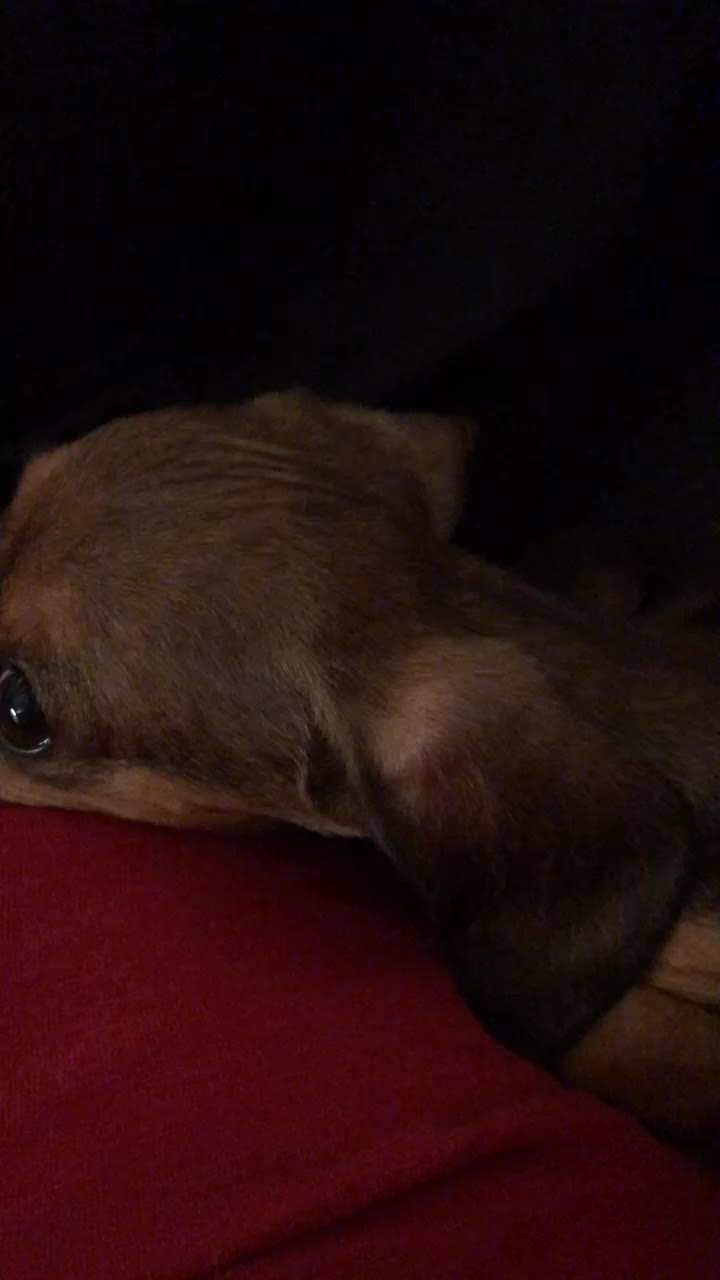 @Baby doxie