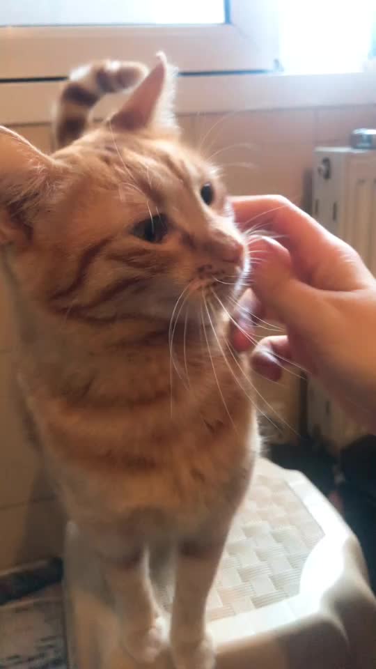 @Kedidir kedi♥️