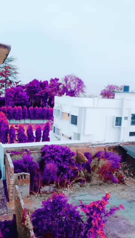 @usha Prajapati