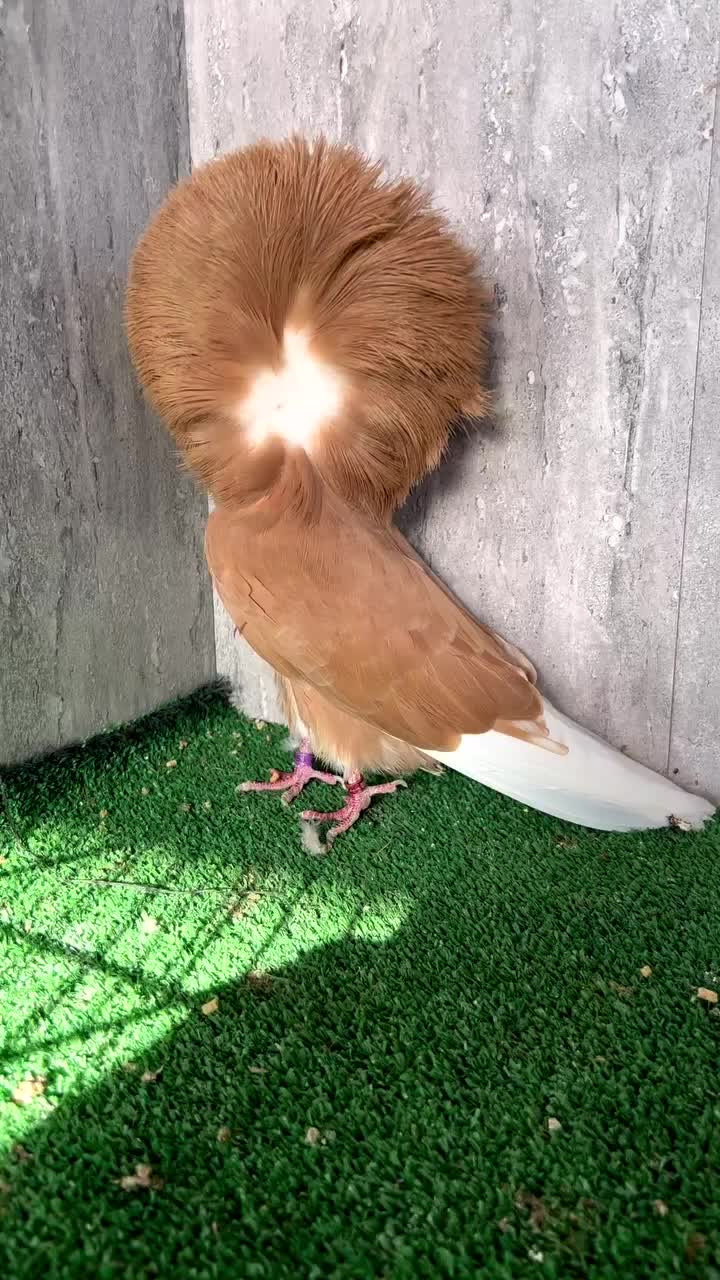 @EA Pigeons