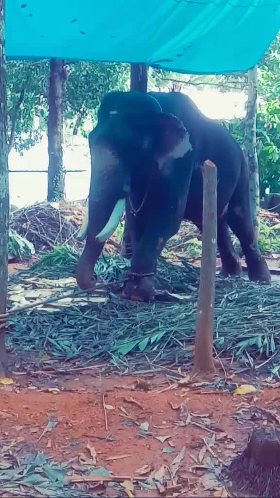 @ഒറ്റയാൻ