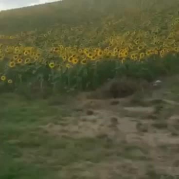 @borahizlii