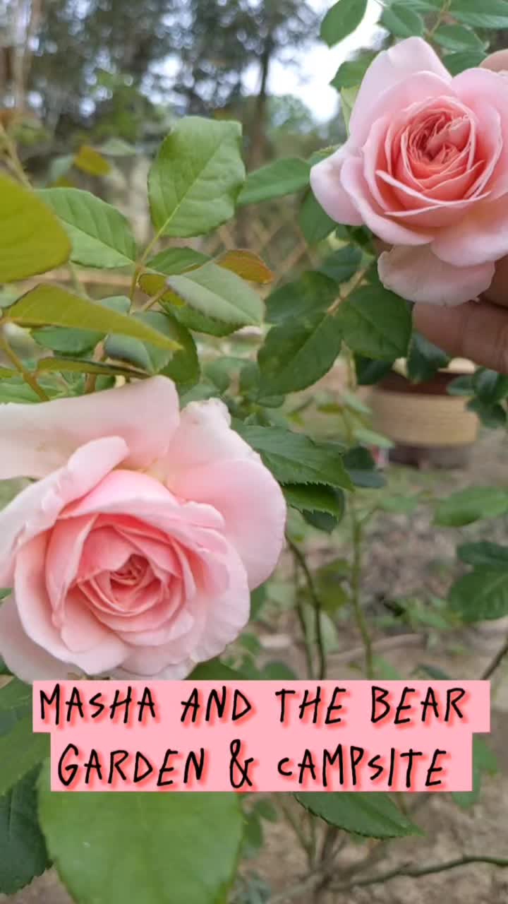 @Masha And The Bear UluSepri