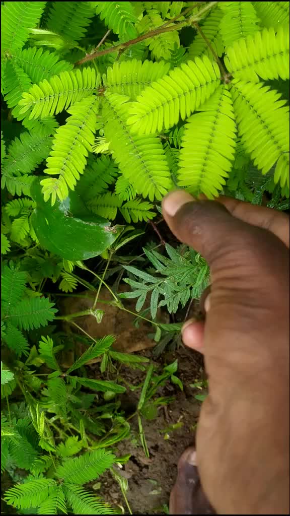 @prashantpawarranu