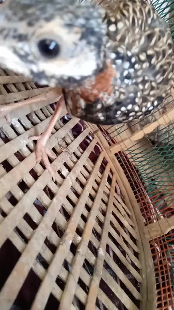 @nayazkhan556