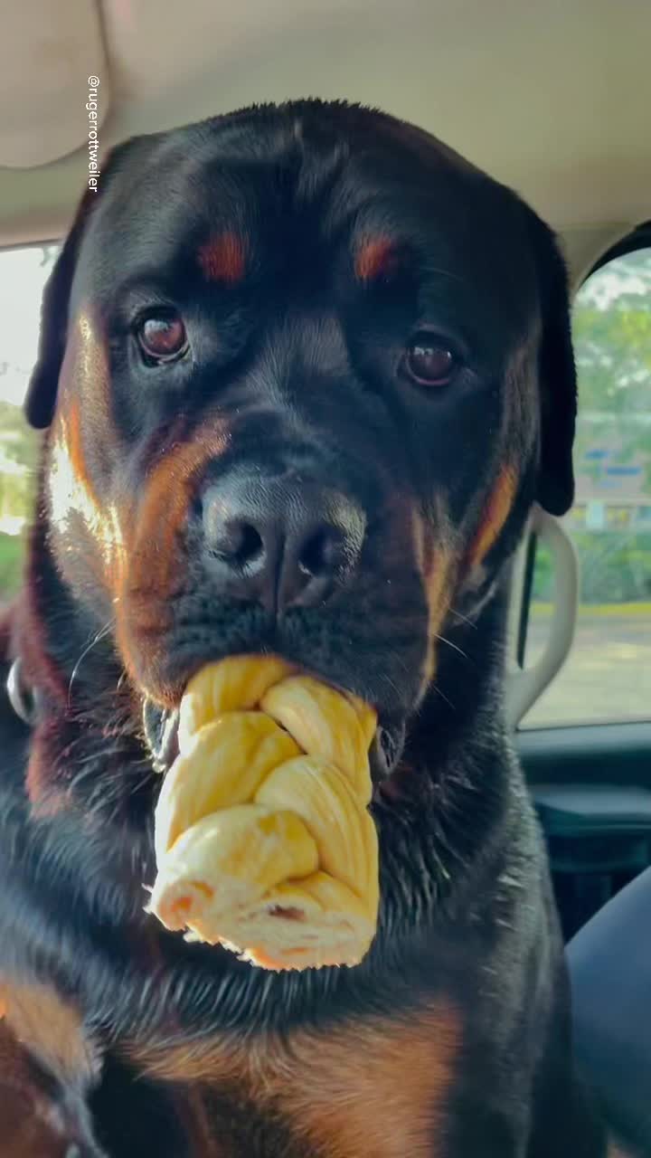 @RottweilerRuger