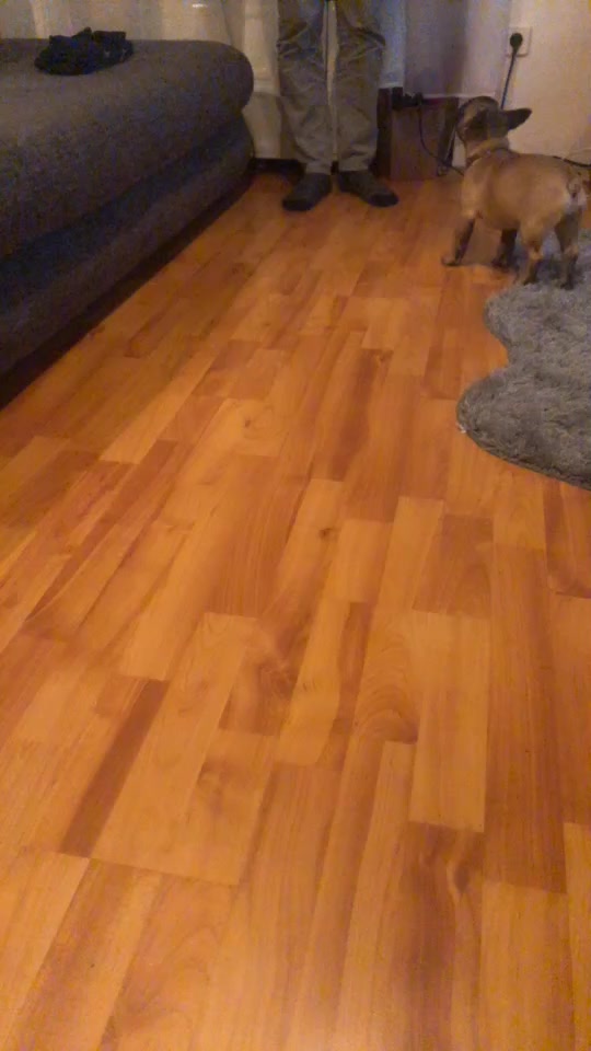 @Frenchbulldog_Zora