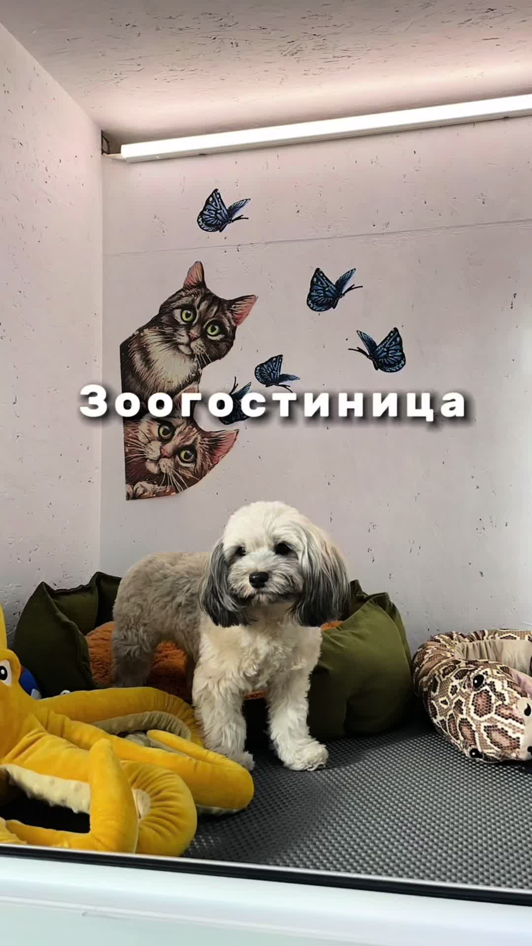 @dogcat_center.by