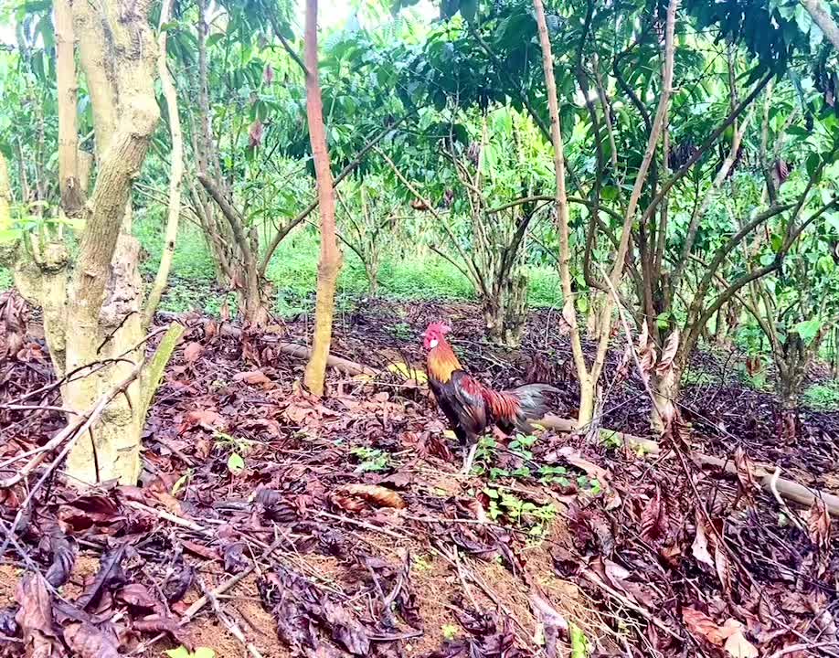 @Trần Tân