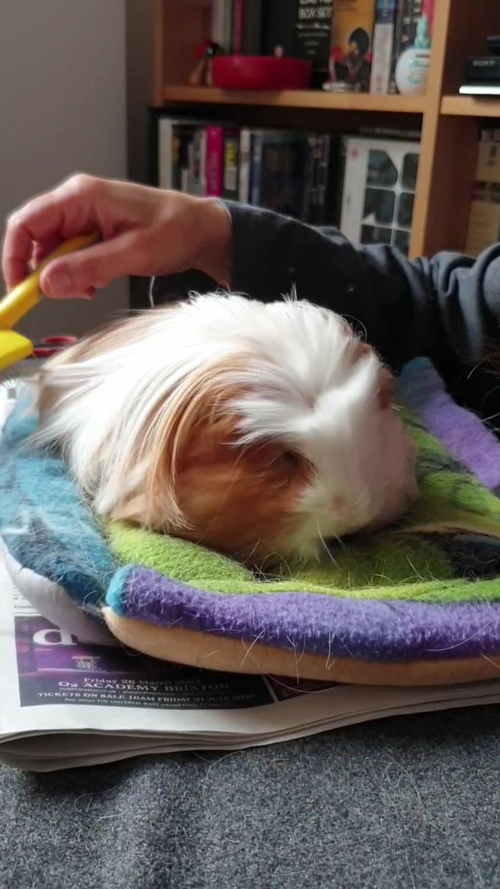 @Piggymassage