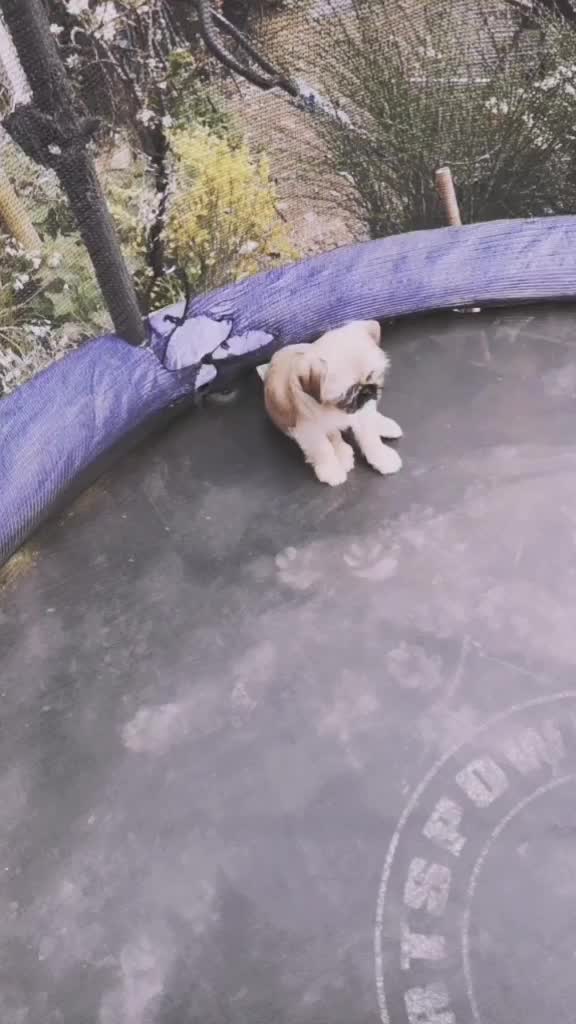 @NachoAndFriends