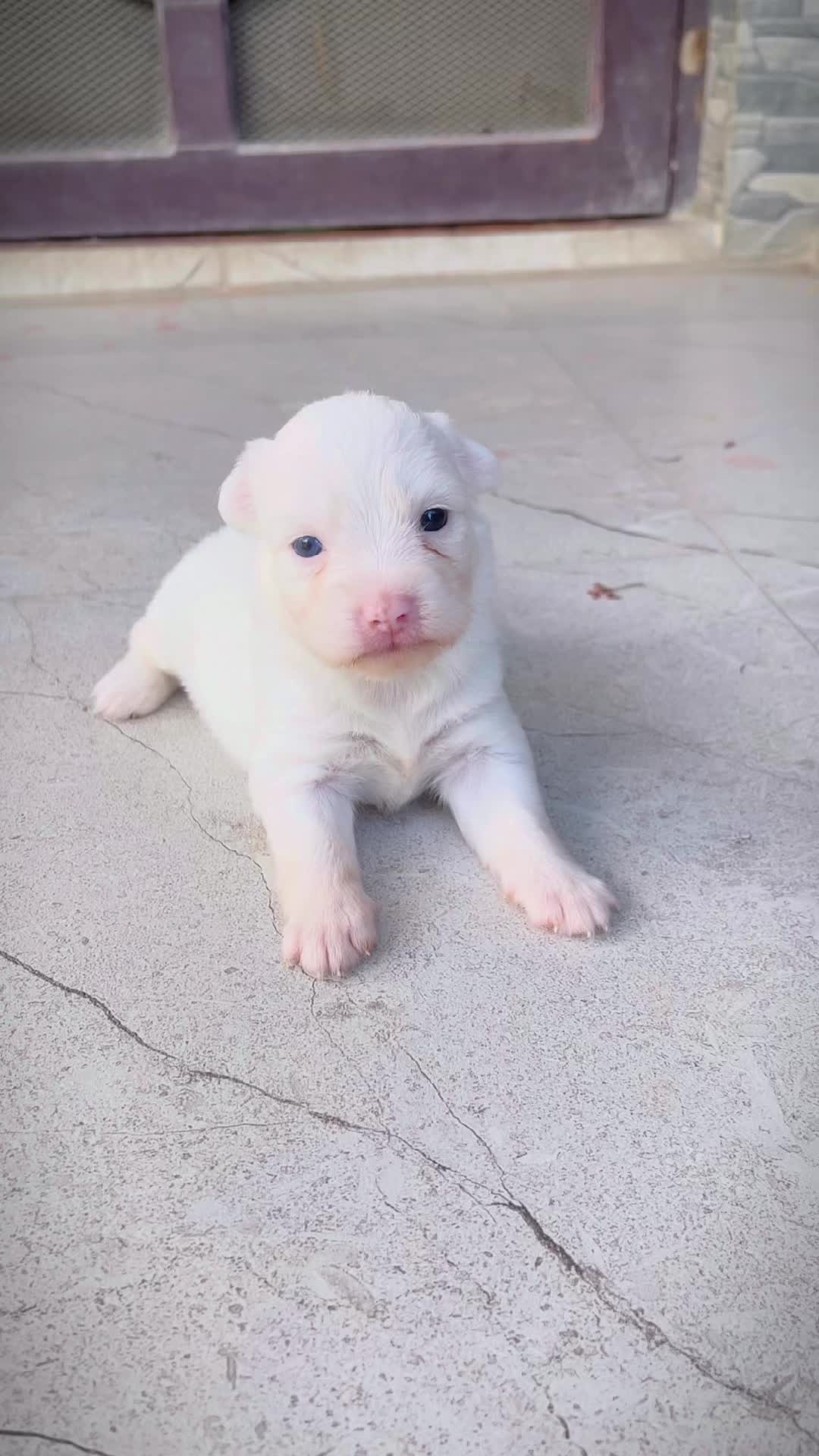 @Lunacyben🤗