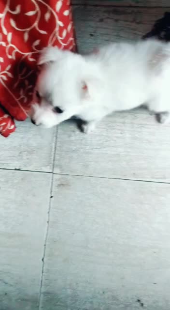 @Priyank sharma