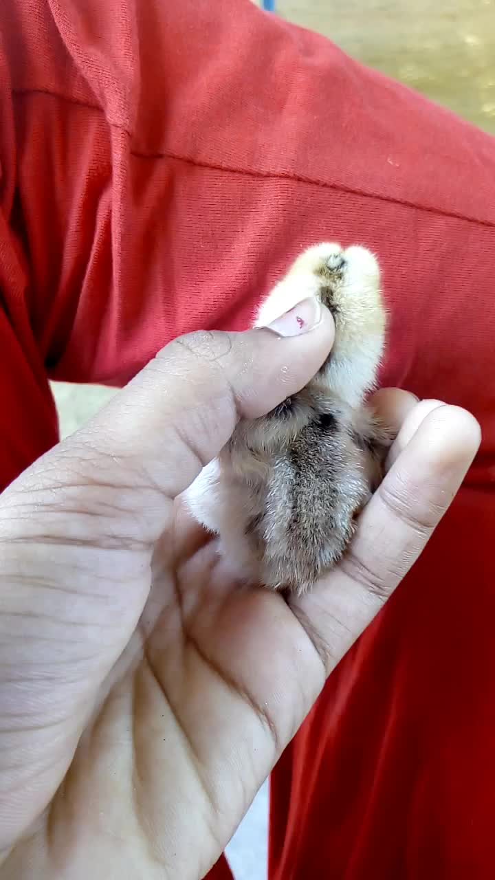 @ManojMathesh