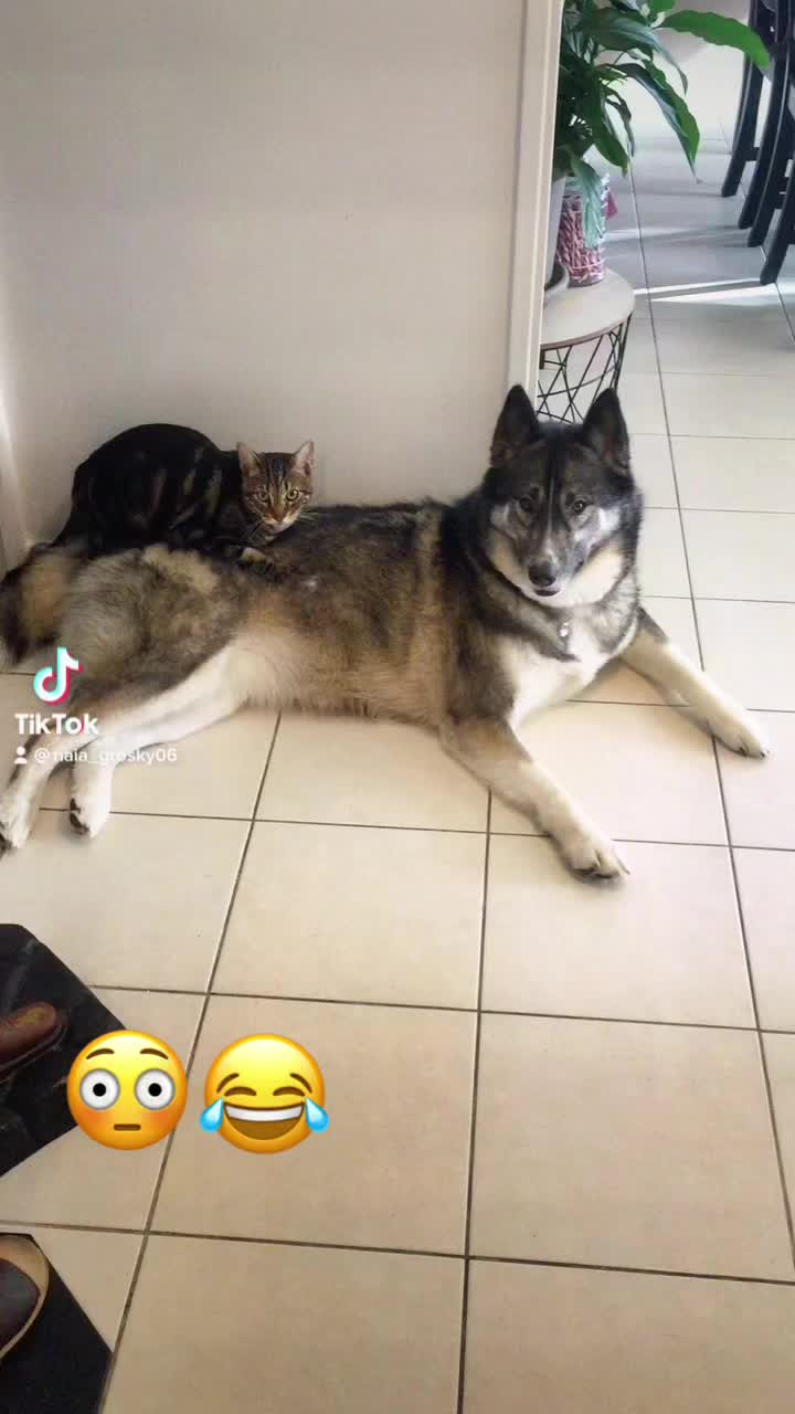 @Naia🐺 & Vénus