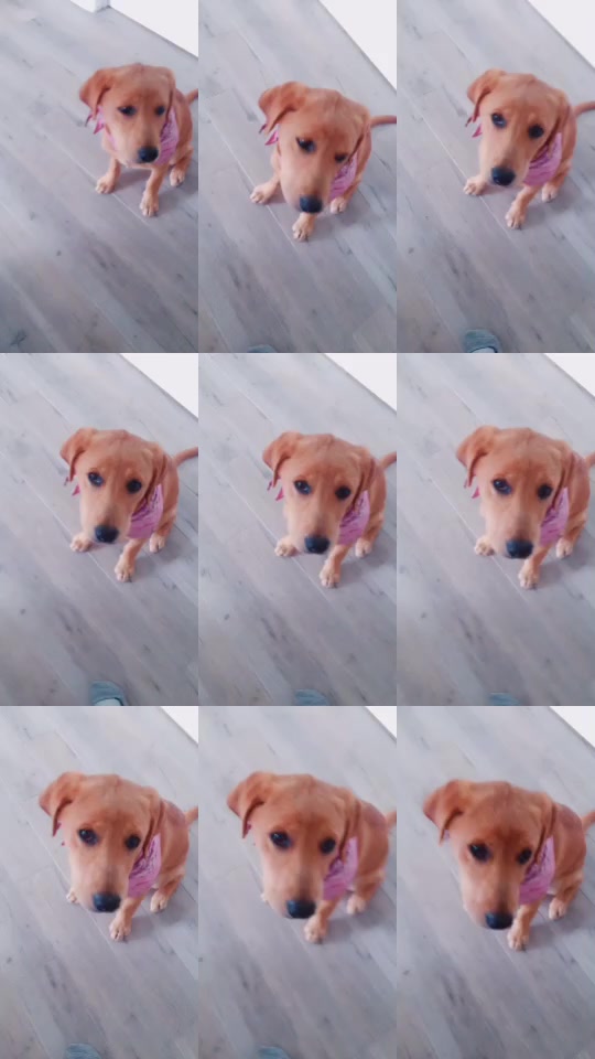 @Xena the dog