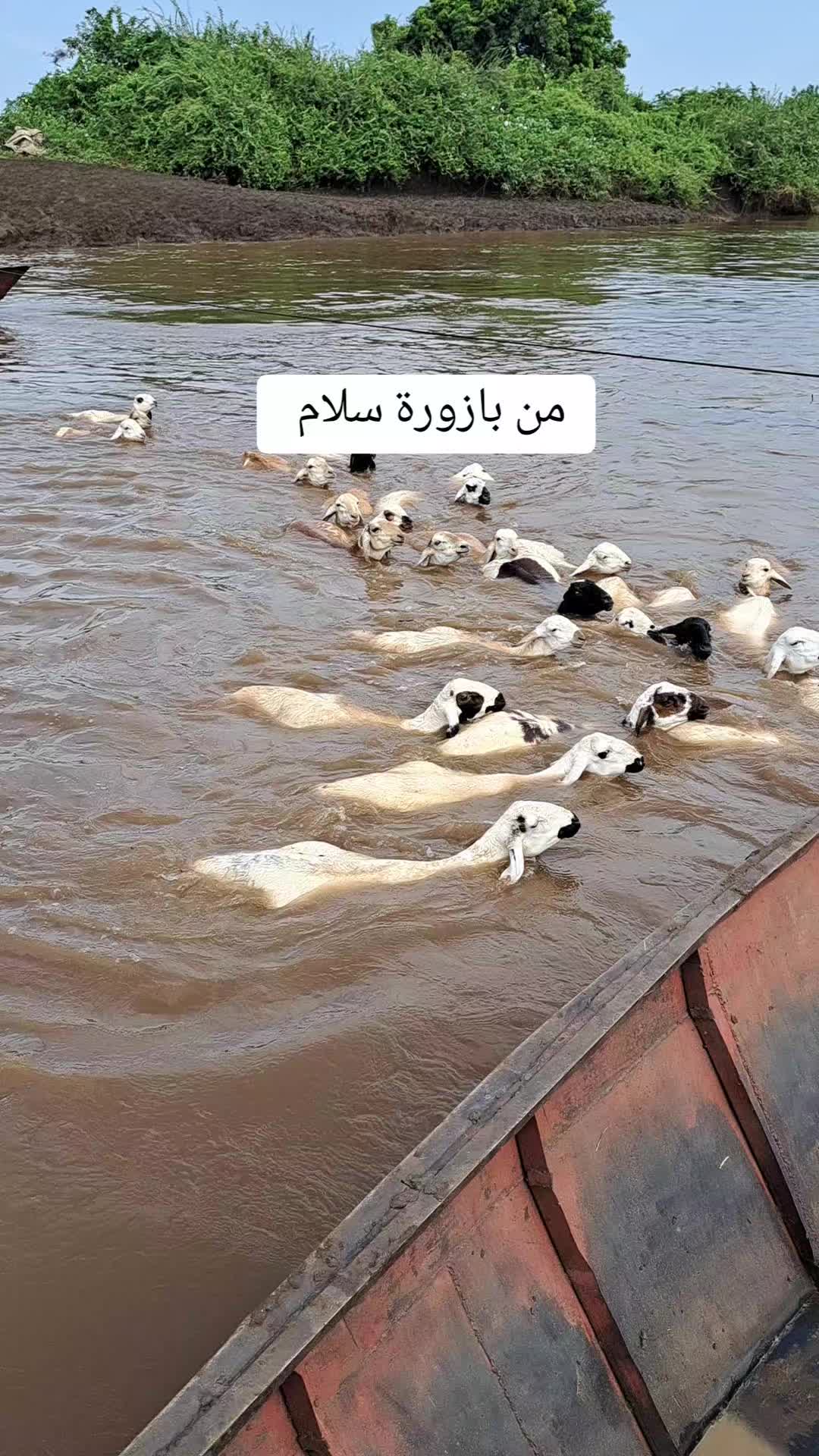 @༺👑༻ زَكِـي