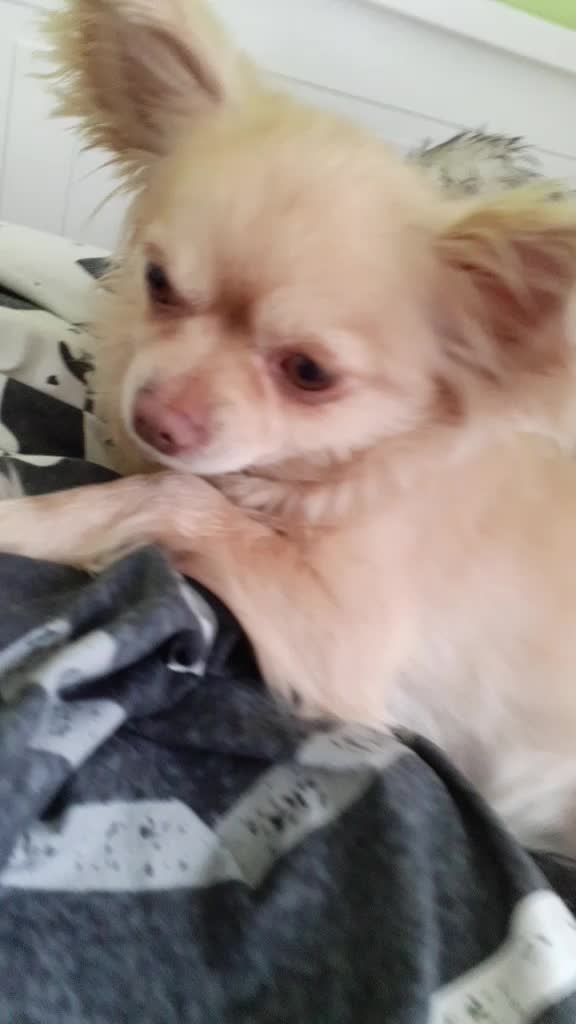 @sissi_dog