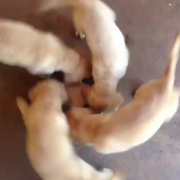 @pet_lover😍