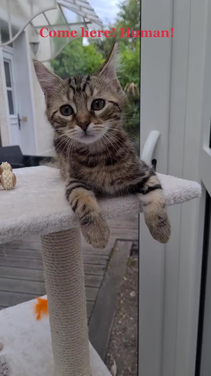 @TsukiTheCat