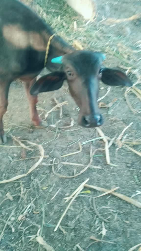 @dnyaneshwar.bhange