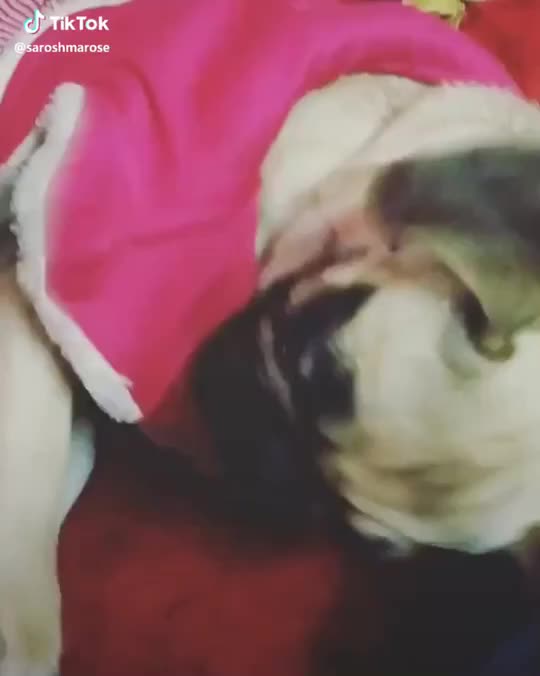 @Poojagrg123_blink