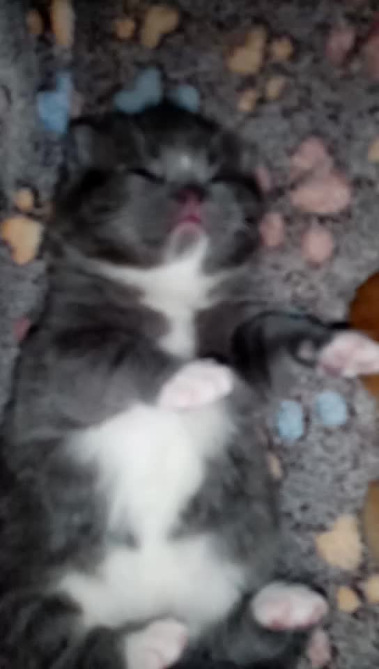 @Russianbluekittyskye