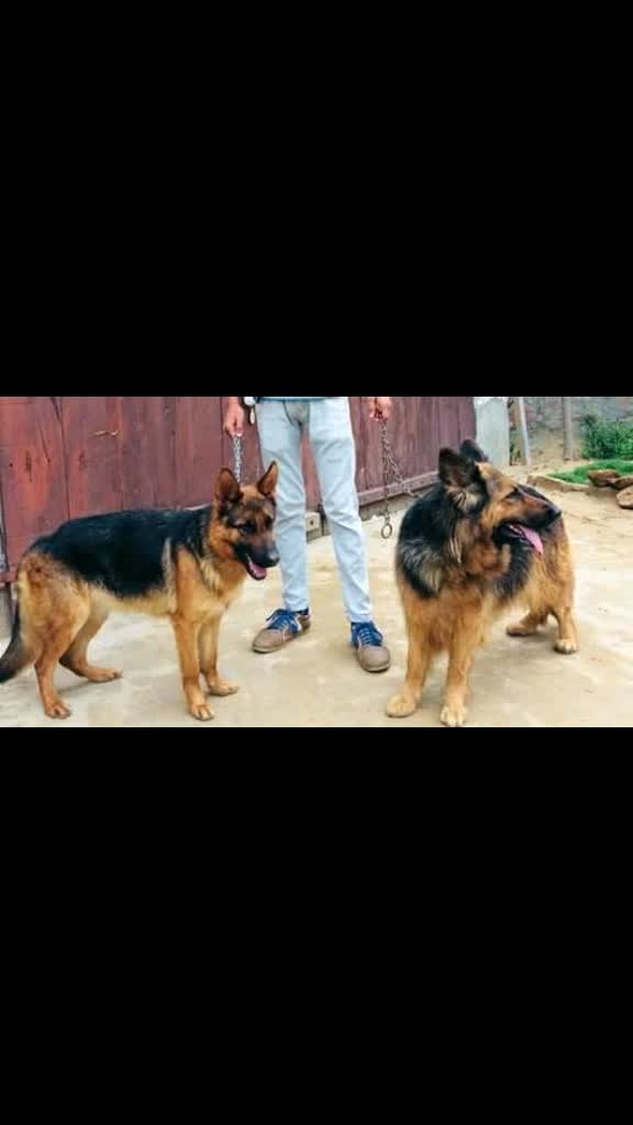 @GILL DOG FARM