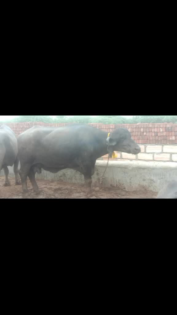 @કેશુભાઈ વાધેલા