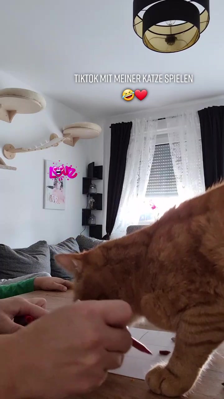 @5KidCat