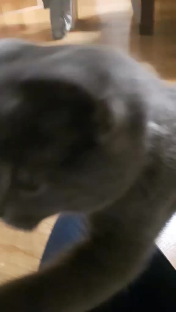 @petitepatate.chatmig