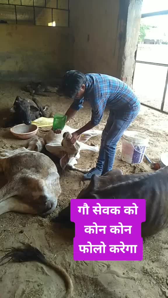 @sainiajeet390