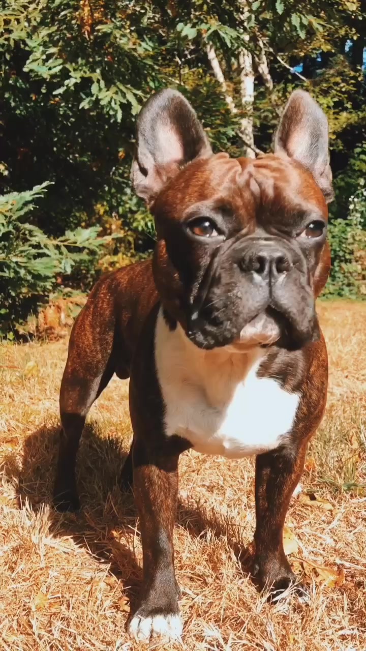 @wildlywinston