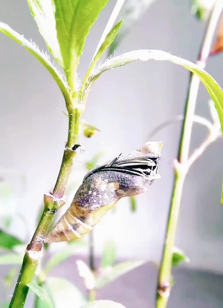 @Nature☘️🍀🍃🍁🌿
