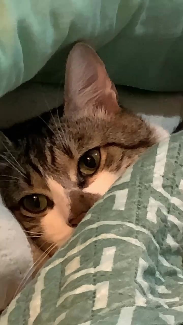 @Gato Harley