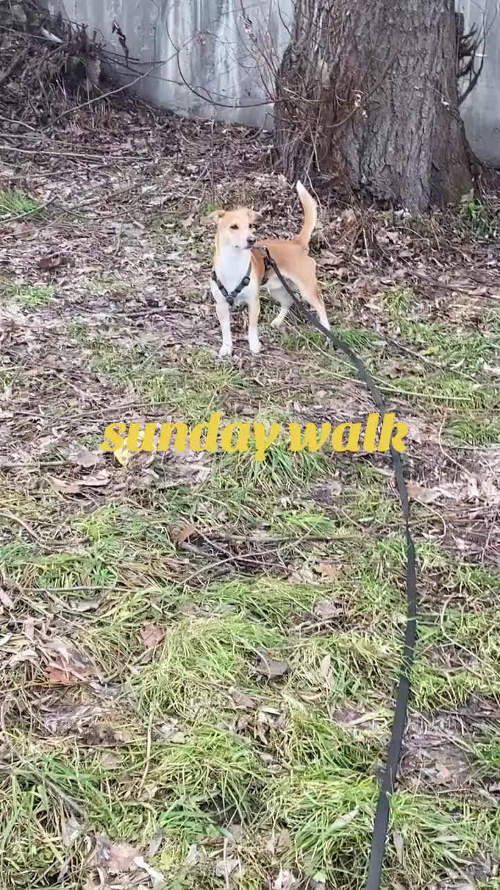 @Sheldonthedog