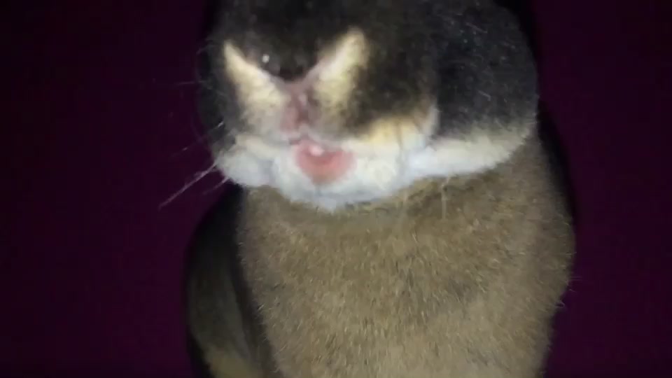 @cs.cs.kitti