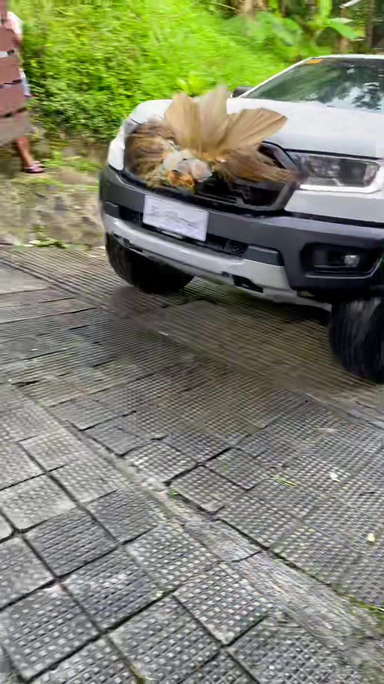 @Mr.Wildtrak