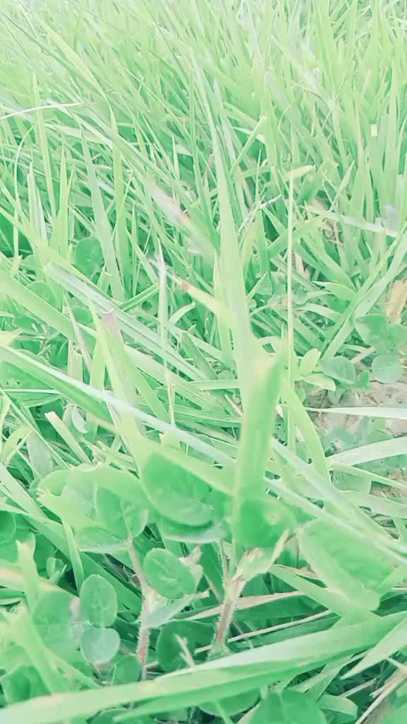 @Khel Bahadur Mijar