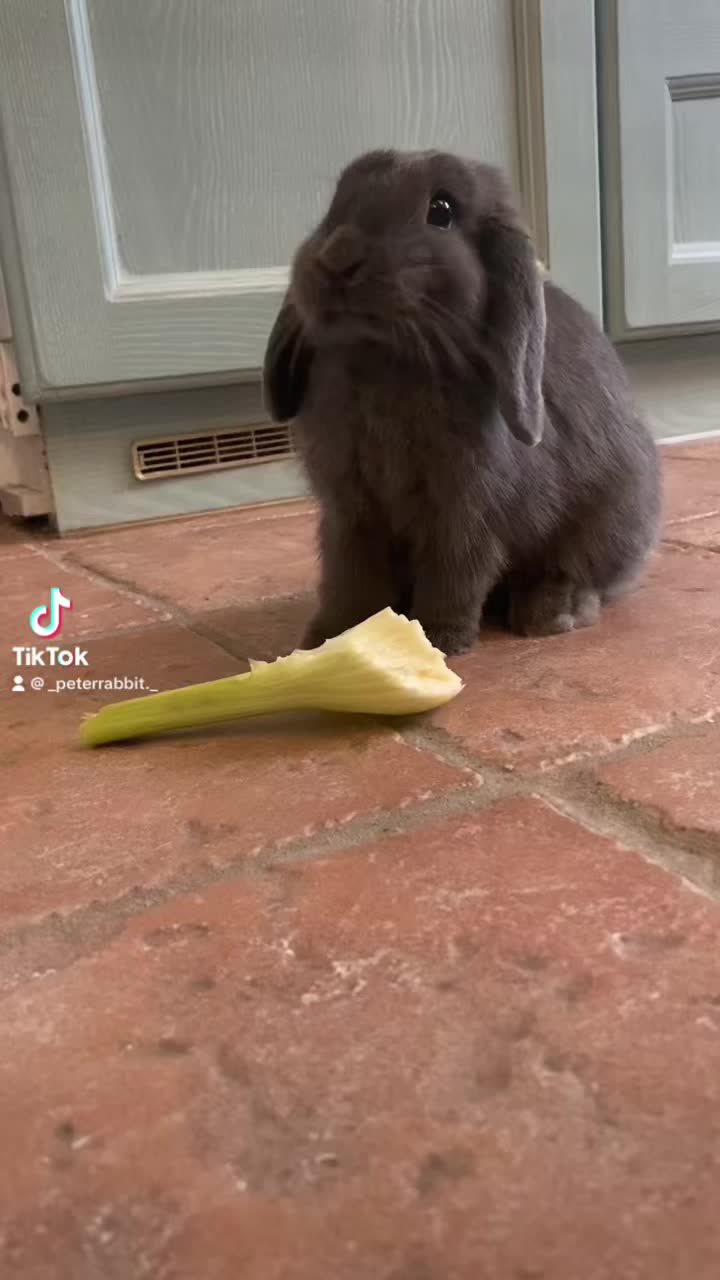 @Peter Rabbit