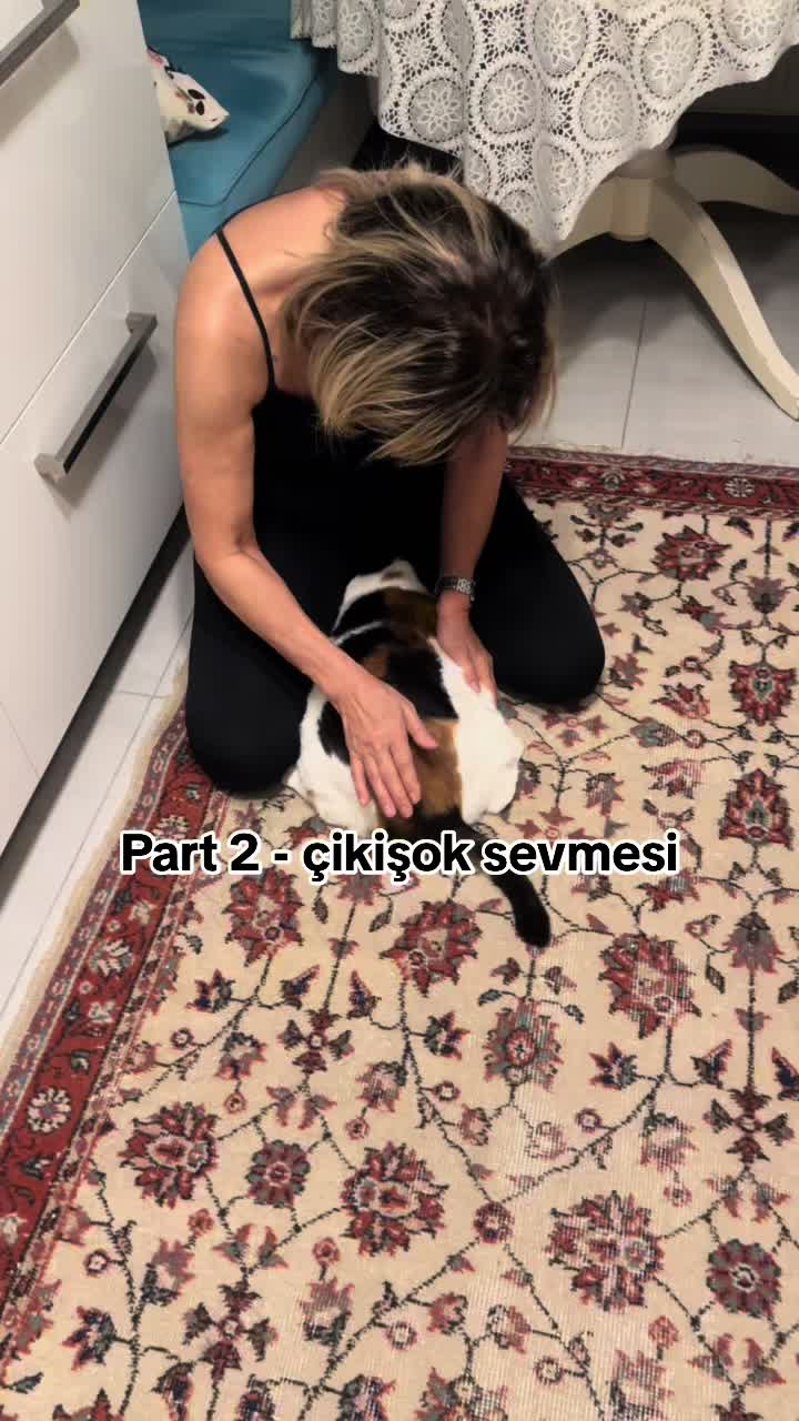 @Çikikatör