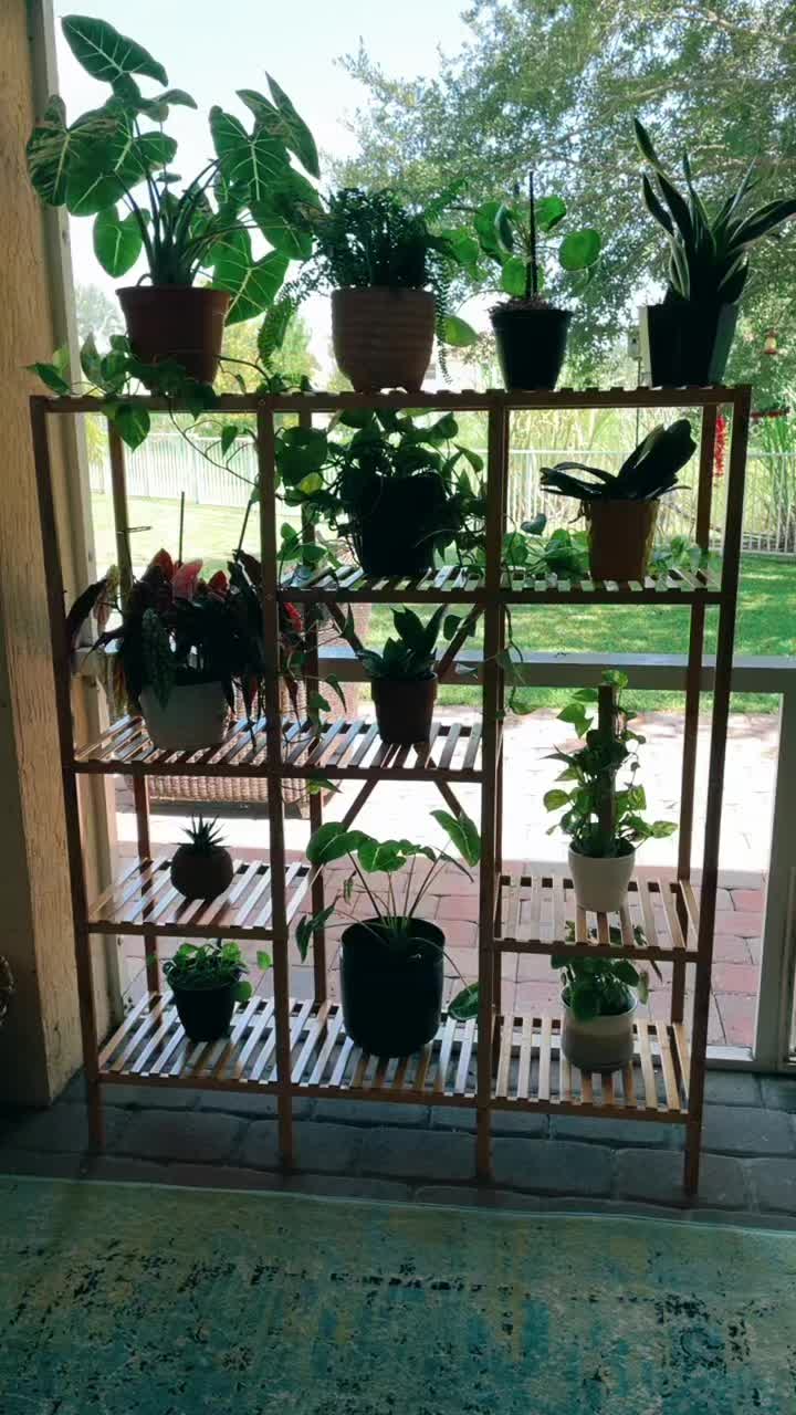 @Monstera Mom