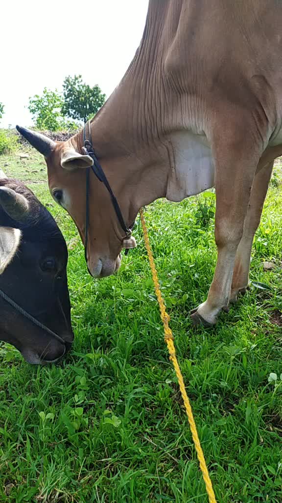 @राठोडाच्याशैलु