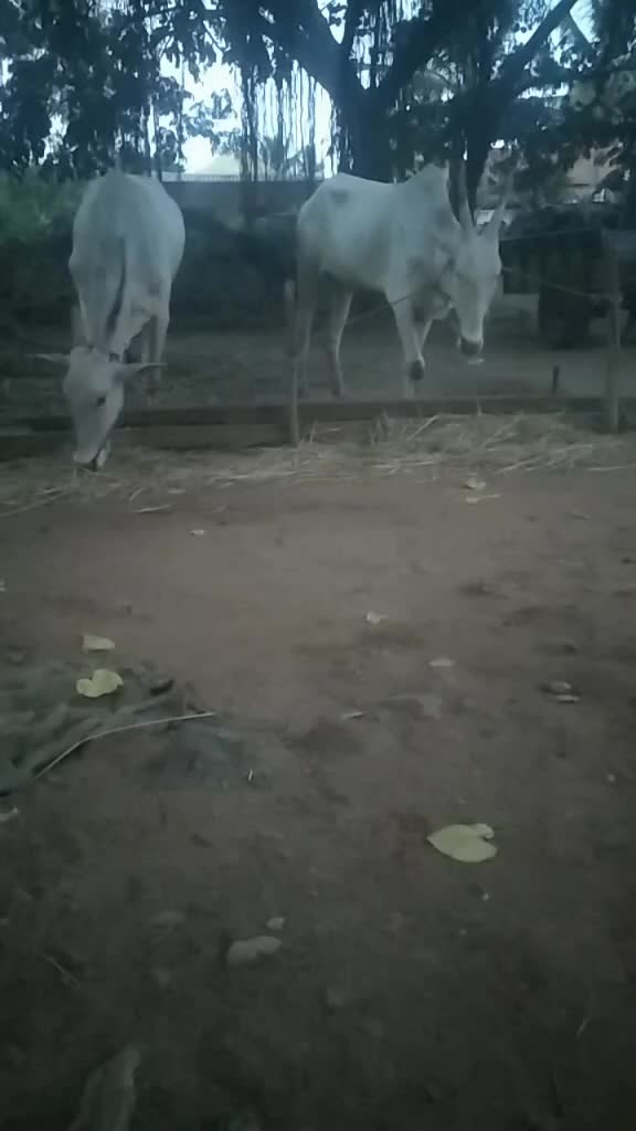 @ಗೌಡ್ರು ಹುಡುಗ ಉದಯ್