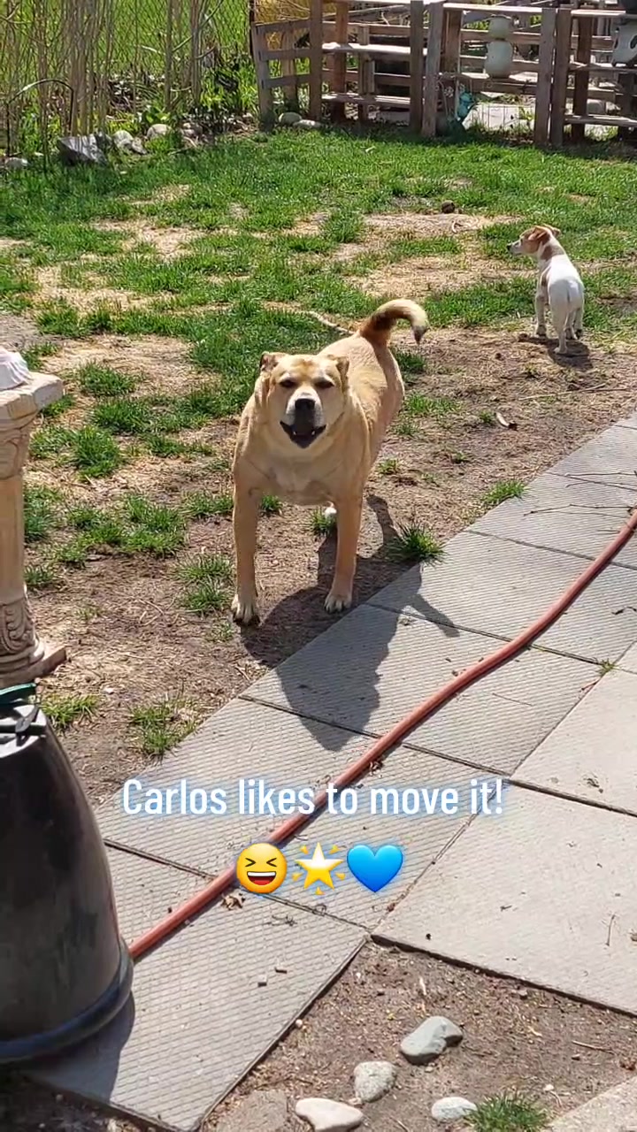 @Thesepupsthough